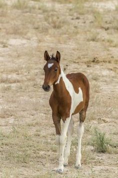 a small brown and white horse standing on top of a dry grass covered field,