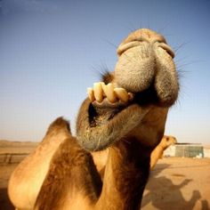 camel funny teeth dubai big animals chewing camels animal camal know acid picdump kamel things cute smile who picture awesomeness