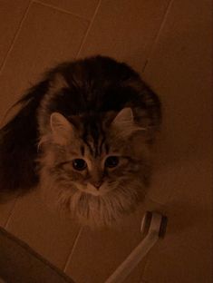 a cat sitting on the floor looking up