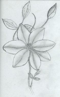 a pencil drawing of a flower with leaves