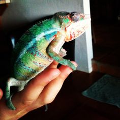 a person holding a small green and blue chamelon