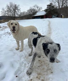 two dogs standing in the snow next to each other