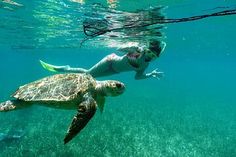 a woman swims in the water with a green sea turtle near her side,