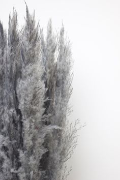 Grey Pampas Grass Grey Pampas, Ivy Decor, Black Pampas, Grey Tones, Blow Dry, Ivy, Dark Grey