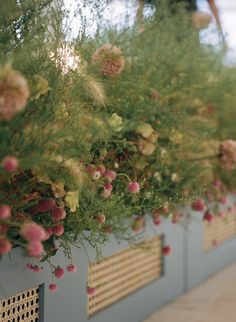 flowers are growing in the planters on the wall