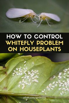 how to control whitefly problem on houseplants