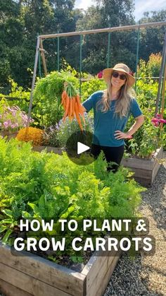 13K views · 332 reactions | 🥕 Carrot Growing Tips! 👇🏼 Once you know these “secrets”, you’ll see carrots are easy to grow - and one of THE most fun and rewarding crops to harvest! 
.
🌞 Carrots are cool-season crops, perfect for the spring or fall garden. In places with temperate winters or summers, you can grow them year-round!
.
Direct sow carrot seeds outside (rather than starting indoors and transplanting, or buying seedlings.)
.
🌱 Plant carrot seeds either “surface sown” (scattered or pressed into the soil surface) or lightly covered with a sprinkle of potting soil, no more than ¼” deep. They need consistent moisture to sprout, so you may need to give them light water everyday or every other day during germination. 
.
Carrots love loose fluffy soil. Hard soil or obstacles can lead