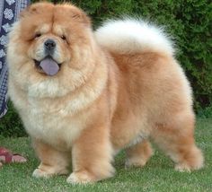 a large brown dog standing on top of a lush green field next to a person