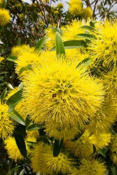 some yellow flowers are blooming in the sun and green leaves on it's branches