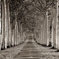 black and white photograph of trees lining a path