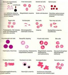 an image of different types of pink and red circles on a white sheet with text