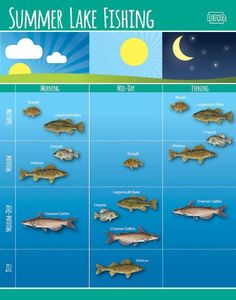 a poster showing different types of fish in the water with caption that says, summer lake fishing