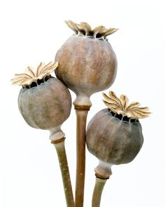 Poppy Seed Pods, Seed Dispersal, Leaf Skeleton, Poppy Pods, Wire Sculptures, Australian Native Flowers, Seed Pod, Watercolor Projects, Raku Pottery