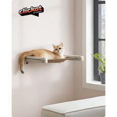 an orange cat sitting on top of a shelf