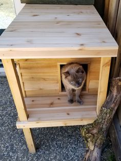 a cat sitting in a small wooden house