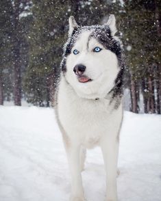 a husky dog with blue eyes standing in the snow