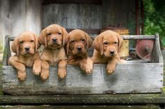 four puppies are sitting in a wooden box