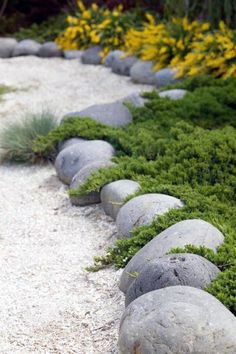 a garden with rocks and moss growing on it