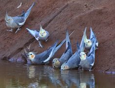 a flock of birds standing on top of a body of water next to a cliff