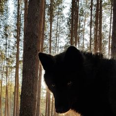 a black wolf standing in the middle of a forest with tall trees behind it and sunlight shining through the branches