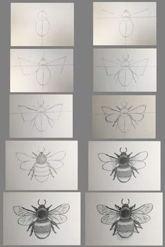 six drawings of different types of bees in various stages of development, each with their own drawing skills