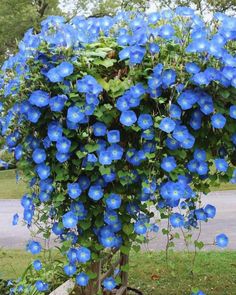 blue flowers growing on the side of a road