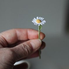 a person holding a tiny daisy in their left hand, with the flower still attached to it