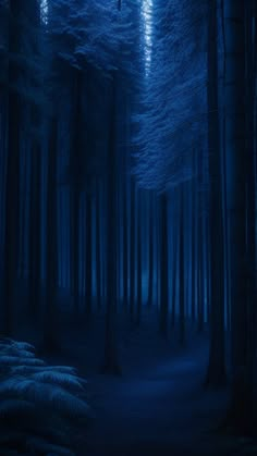 a path in the middle of a dark forest with tall trees on both sides at night