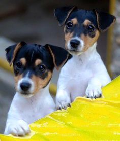 two small dogs standing next to each other on top of a yellow object in front of them