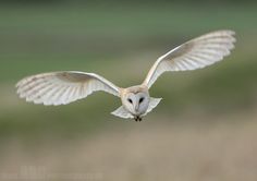 an owl flying through the air with its wings spread