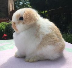 a small white and brown rabbit sitting on top of a table