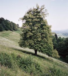 a lone tree in the middle of a grassy field with hills and trees behind it