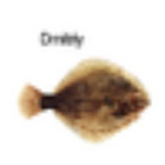 an image of a brown fish with the word urry on it's side