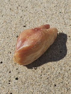 I saw a dead fish on the beach. A bunch of black vultures came and ate it. And then the little crabs came. But, they didnt eat this organ. What is it? Im thinking, its the spleen. Posted by morgoporgo84 The post What is this? appeared first on Flake Food.