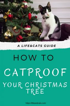 a cat sitting next to a christmas tree with the words how to cat proof your christmas tree