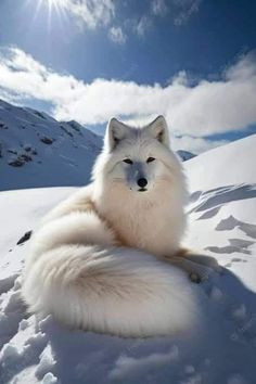 an arctic fox sitting in the snow with its eyes closed and it's head turned to the side