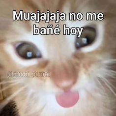 a close up of a cat with the caption saying mujajaja no me bane hoy