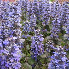 blue flowers are growing in the garden