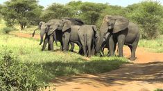 a herd of elephants walking down a dirt road next to trees and bushes on a sunny day