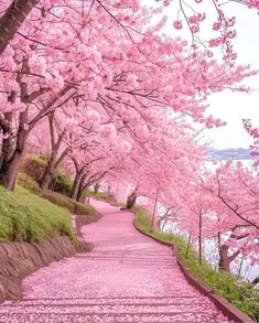 a pathway with pink flowers on the trees