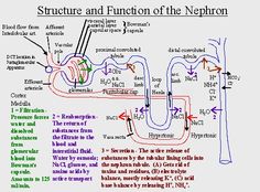 the structure and function of the nephronic system, as described in this diagram