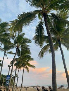 palm trees line the beach as people walk by