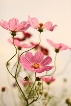 some pink flowers are growing in the grass