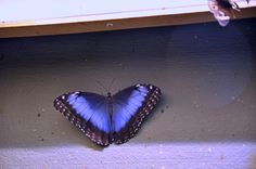 a blue butterfly sitting on top of a wall