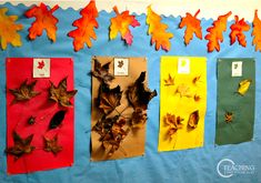 the fall leaves are on display in front of an bulletin board that is decorated with different colors