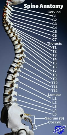 Spine Anatomy, Basic Anatomy And Physiology, Biology Facts, Medical School Motivation, Biology Lessons, Medical School Inspiration