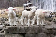 three lambs standing on rocks in front of a barn