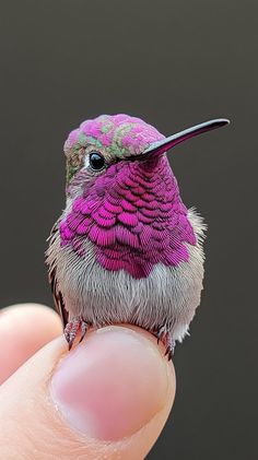 a small bird sitting on top of a persons finger