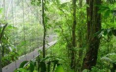 a walkway in the middle of a forest with trees on both sides and hanging bridges above it