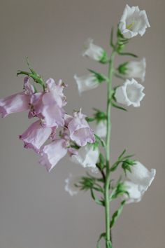 white and pink flowers are in a vase